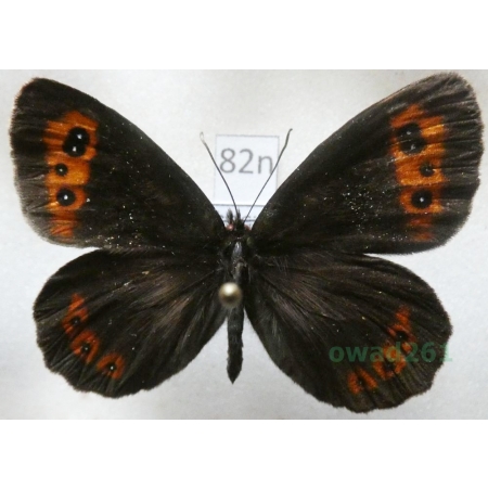 Erebia euryale (Esper, 1805) Górówka euriala Poland82n